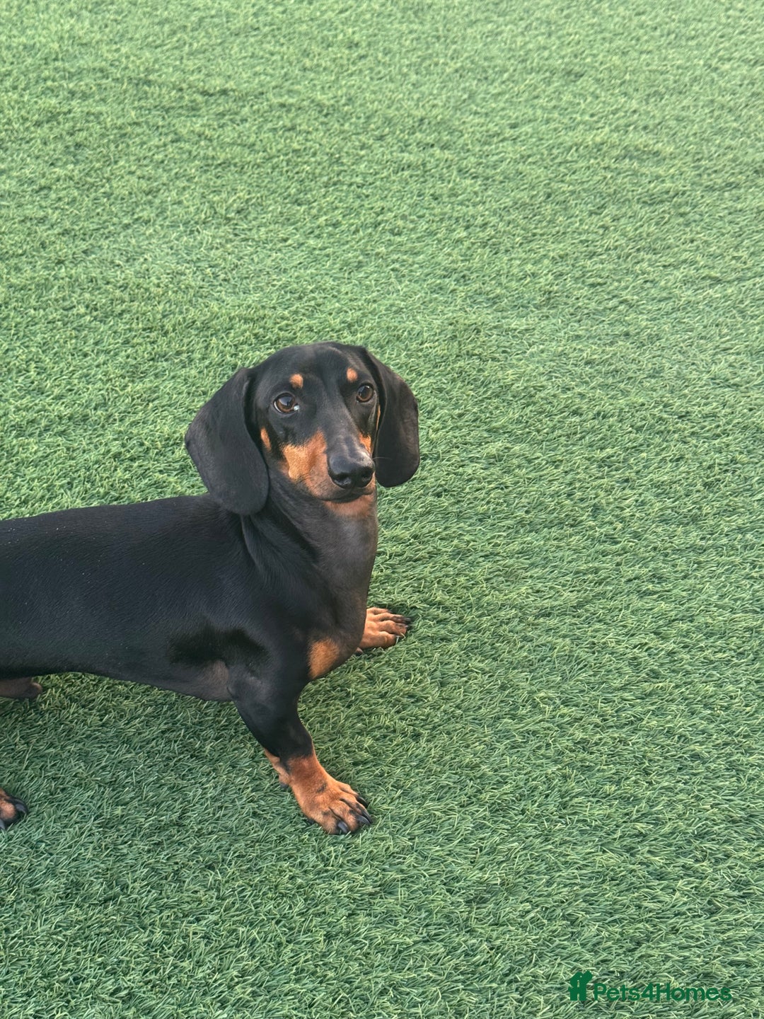 Dachshund dogs for sale: Adorable Dacshund Needs New Home - Image 4