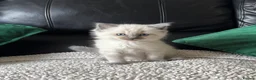 Ragdoll cats for sale: Pure Bread Ragdoll Kittens - Advert 10