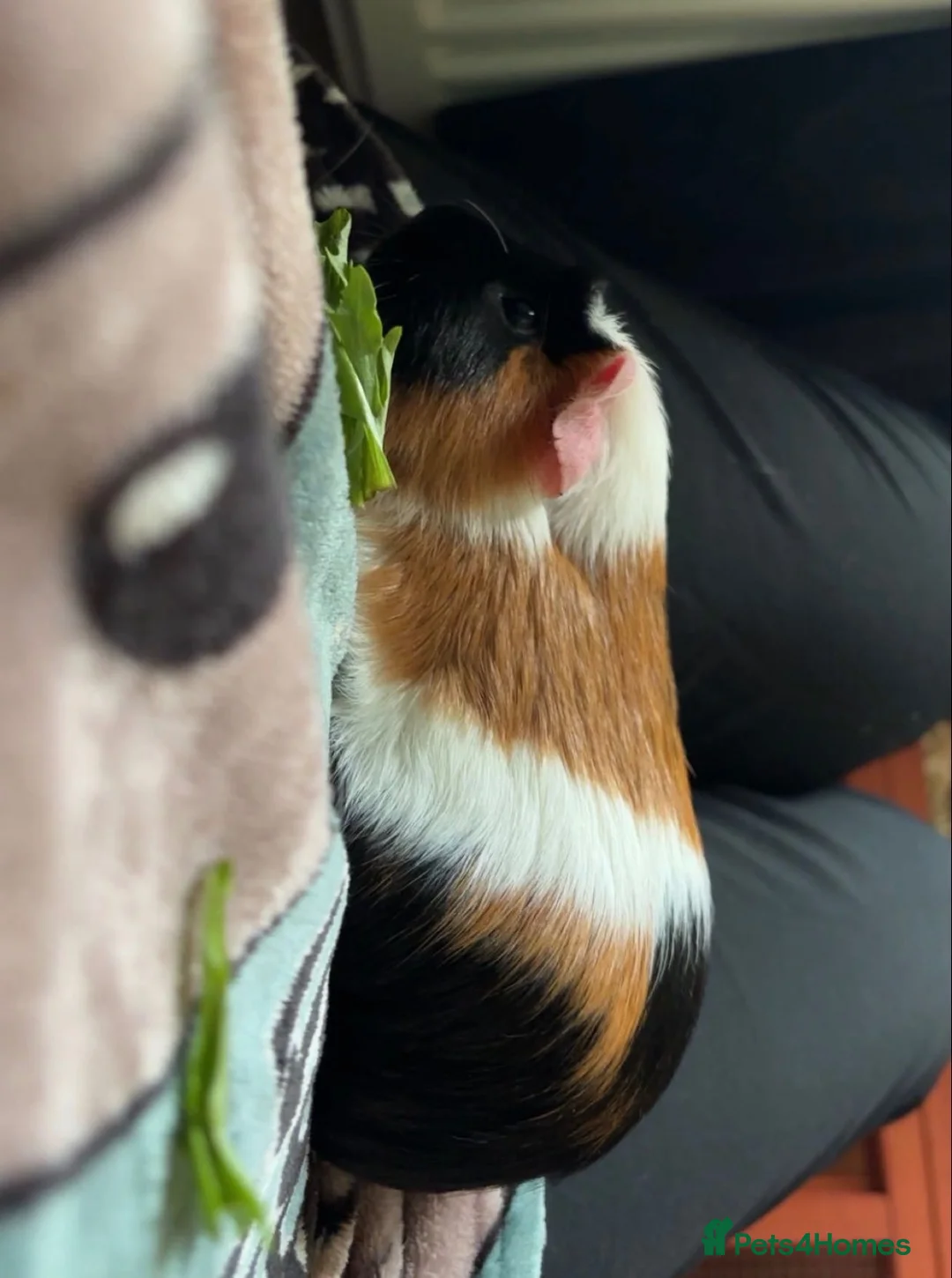Guinea Pig rodents for sale: Buzz & Hobnob – Male Guinea Pigs - Advert 2