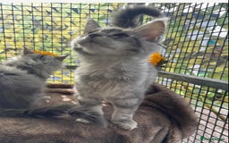 Maine Coon cats for sale: Registered GCCF Maine Coons - Image 5