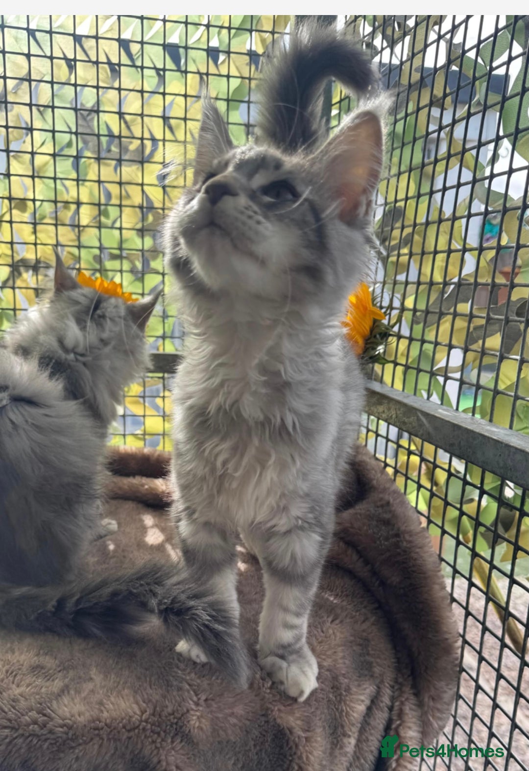 Maine Coon cats for sale: Registered GCCF Maine Coons - Image 5