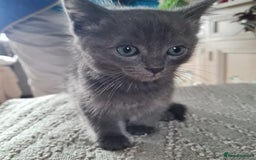 Ragdoll cats for sale: Ragdoll cross siamese kittens  - Image 11