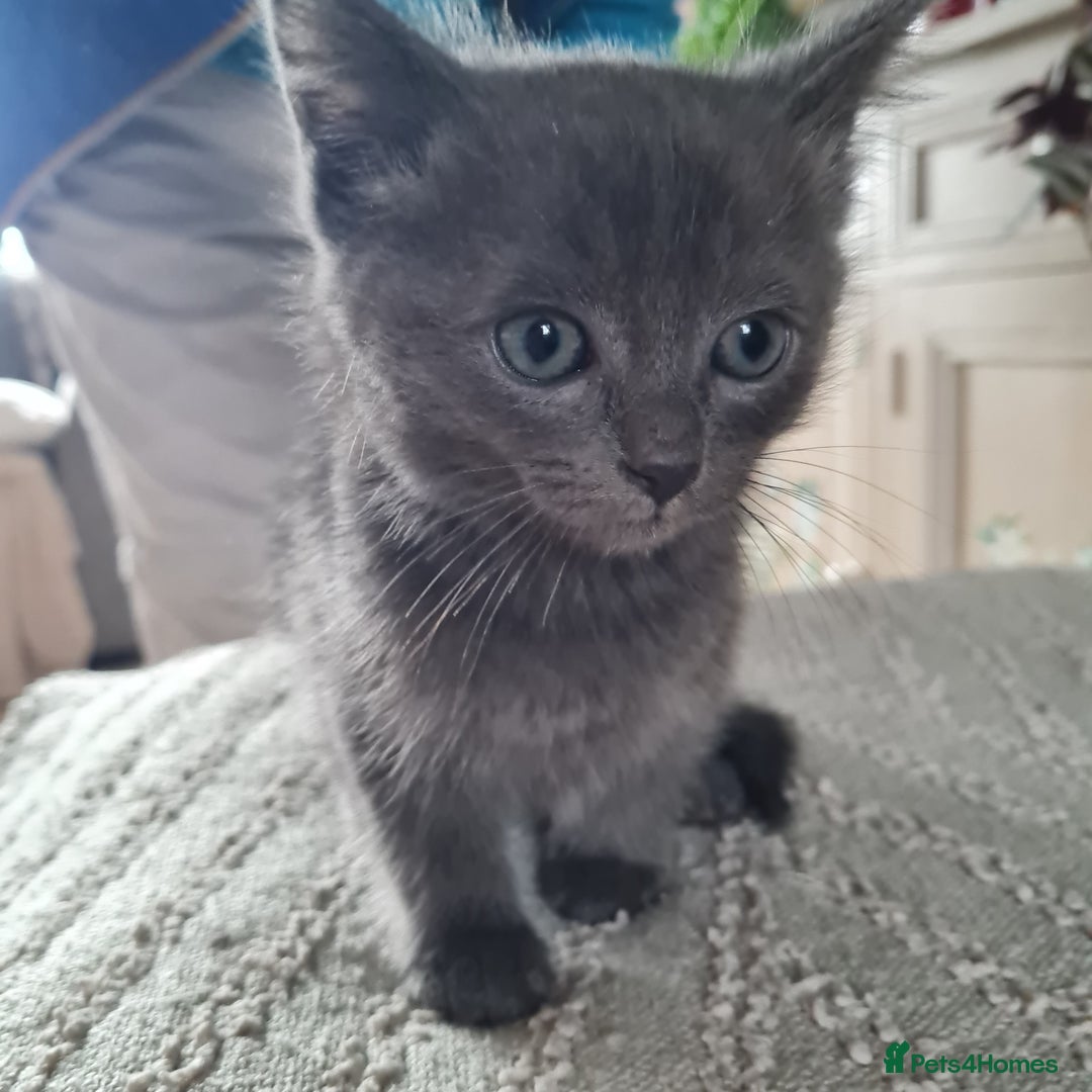 Ragdoll cats for sale: Ragdoll cross siamese kittens  - Image 11