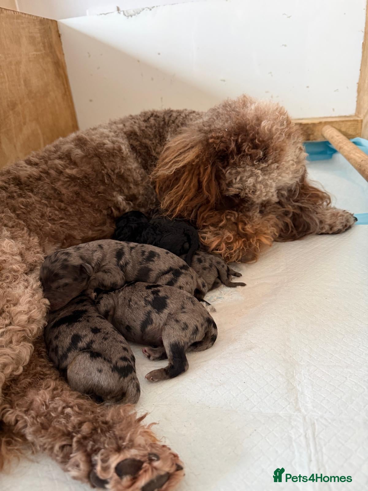 Mini Goldendoodle dogs Beautiful miniature F2b goldendoodles.  - Advert 1