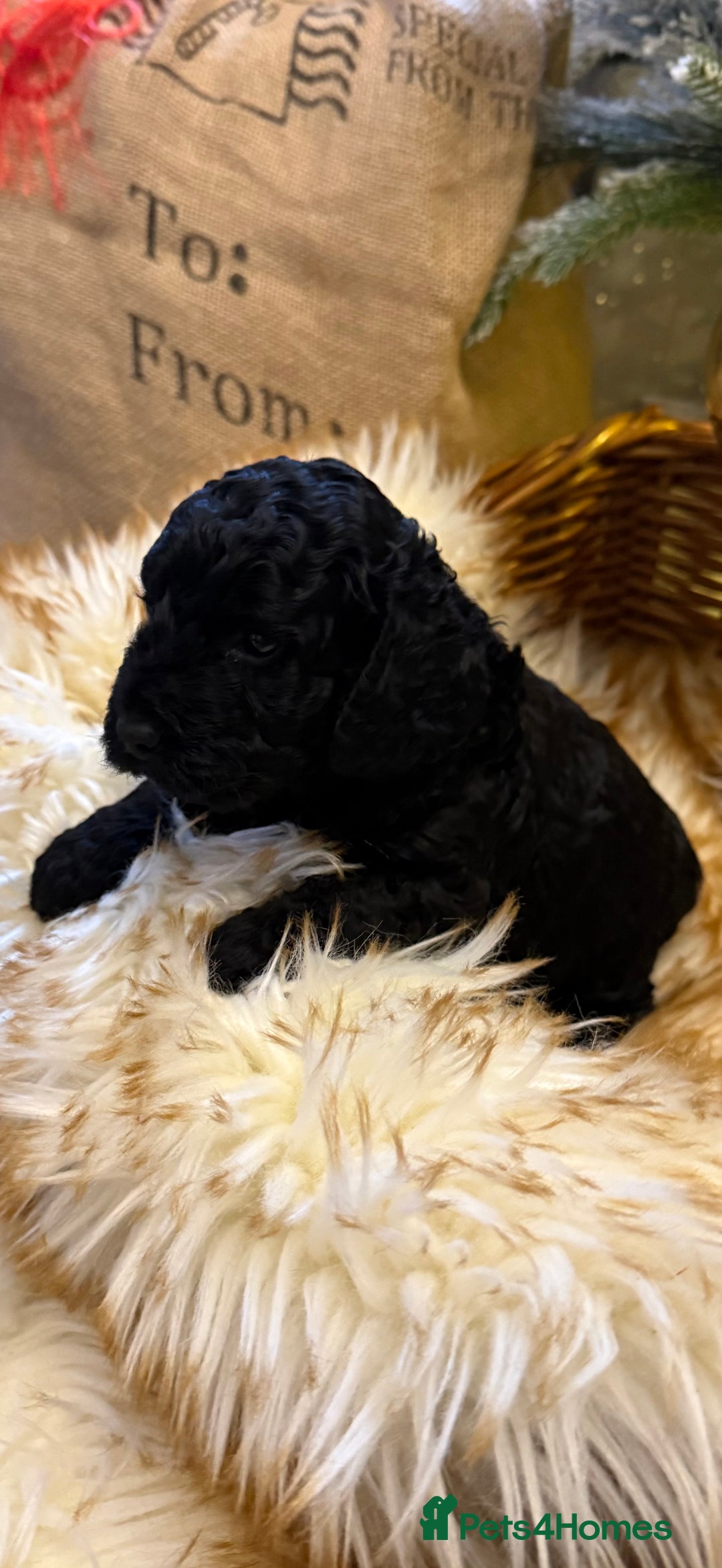 Cockapoo dogs for sale: Cockapoo puppies - Advert 5