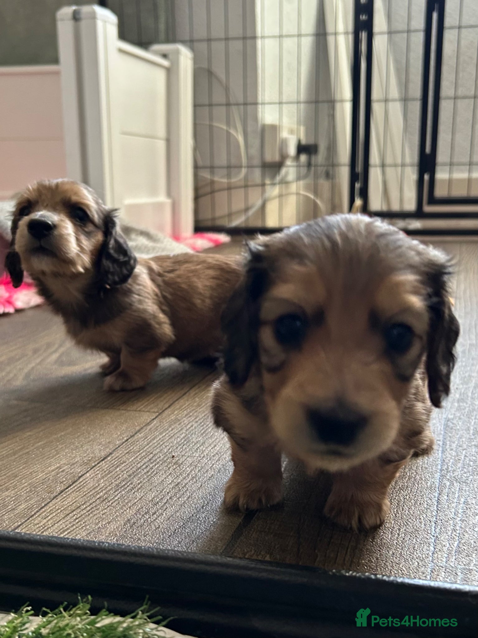 Miniature Dachshund dogs SHADED CREAM LONGHAIR/LAST BOY AVAILABLE  - Advert 1