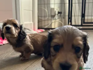 Miniature Dachshund dogs SHADED CREAM LONGHAIR/LAST BOY AVAILABLE - Advert 5