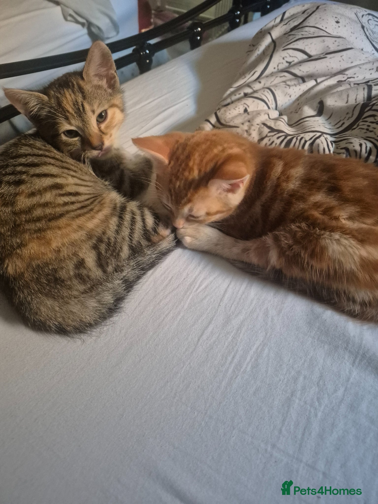 Bengal cats Cross bengal kitten £350 - Advert 1