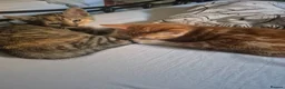 Bengal cats for sale: Cross bengal kitten £350 in Salisbury - Advert 1