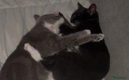 Mixed Breed cats for sale: Two 8 month beautiful sisters🤍 - Image 4