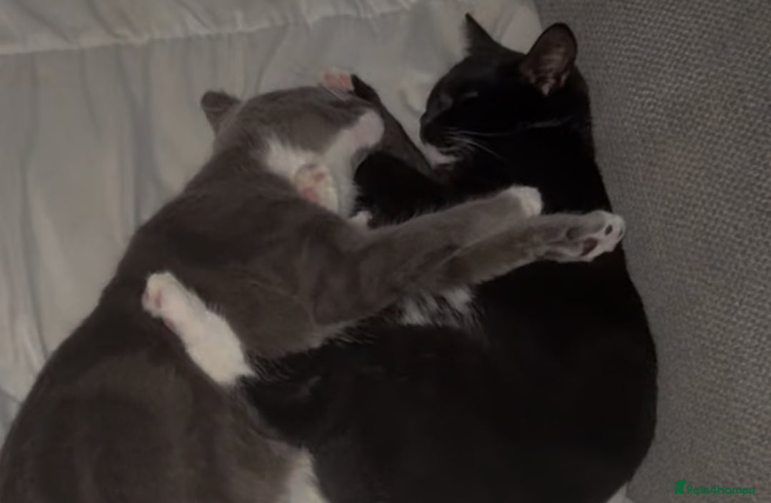 Mixed Breed cats for sale: Two 8 month beautiful sisters🤍 - Image 4