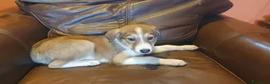 Border Collie 2