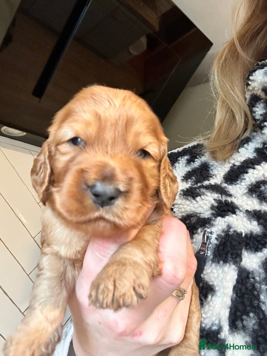 Cockapoo dogs for sale: F1B cockapoo - Advert 10