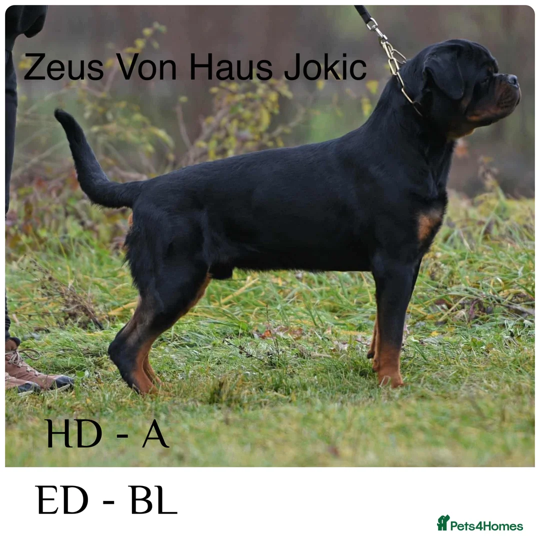 Rottweiler dogs for sale: Beautiful Rottie Pups available  - Advert 2