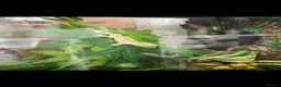 Gecko reptiles for sale: Crested Gecko and Full Exo Terra set up in Rochford - Advert 5