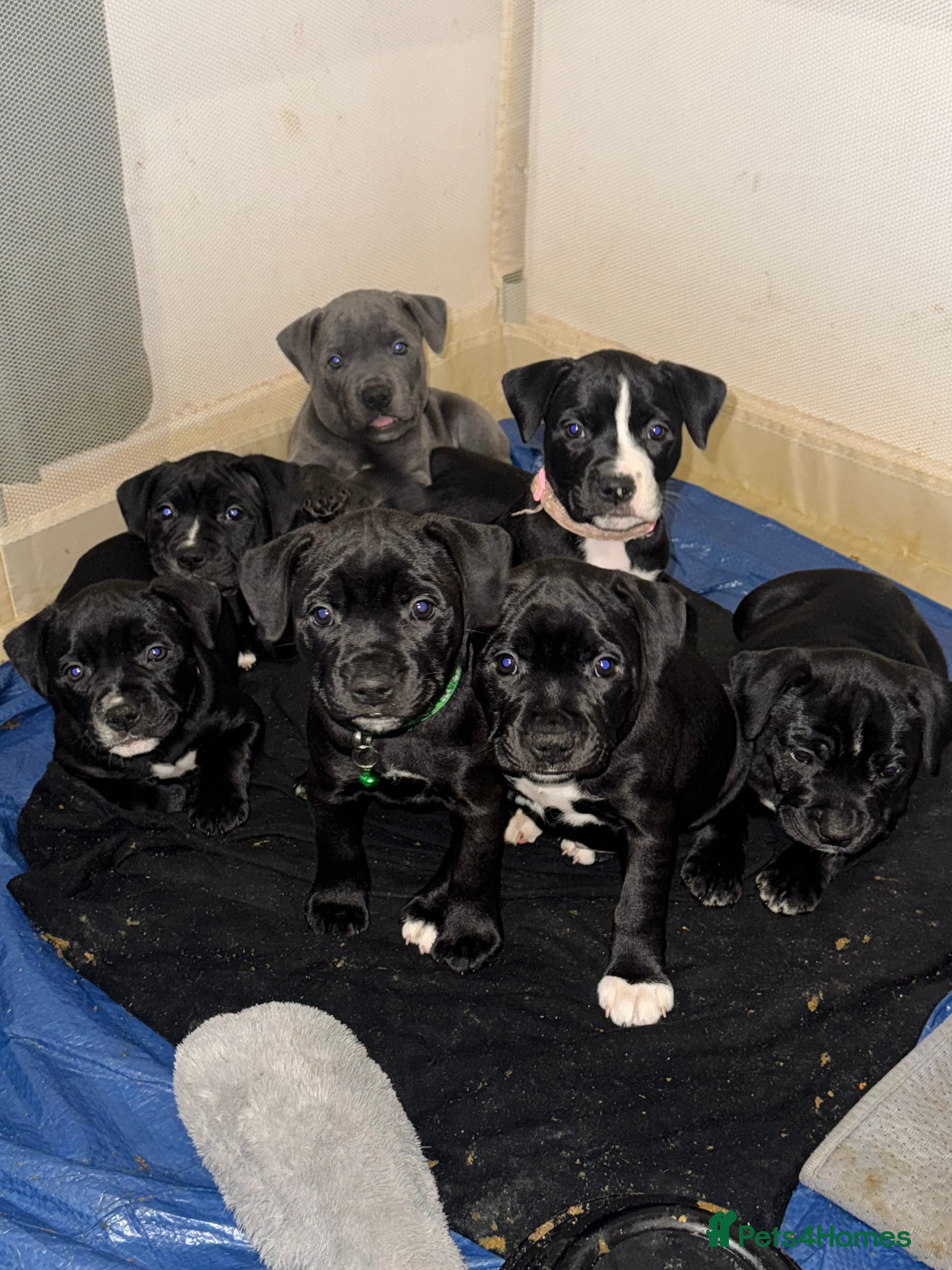 Staffordshire Bull Terrier dogs Gorgeous staffy puppies  - Advert 5