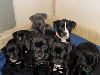 Staffordshire Bull Terrier dogs Gorgeous staffy puppies - Advert 5