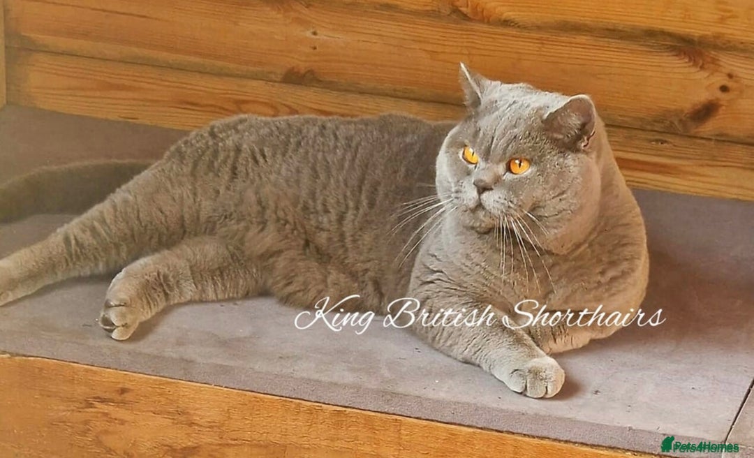 British Shorthair cats for sale: British Shorthair GCCF Pedigree Champion Kittens ✨ - Image 13