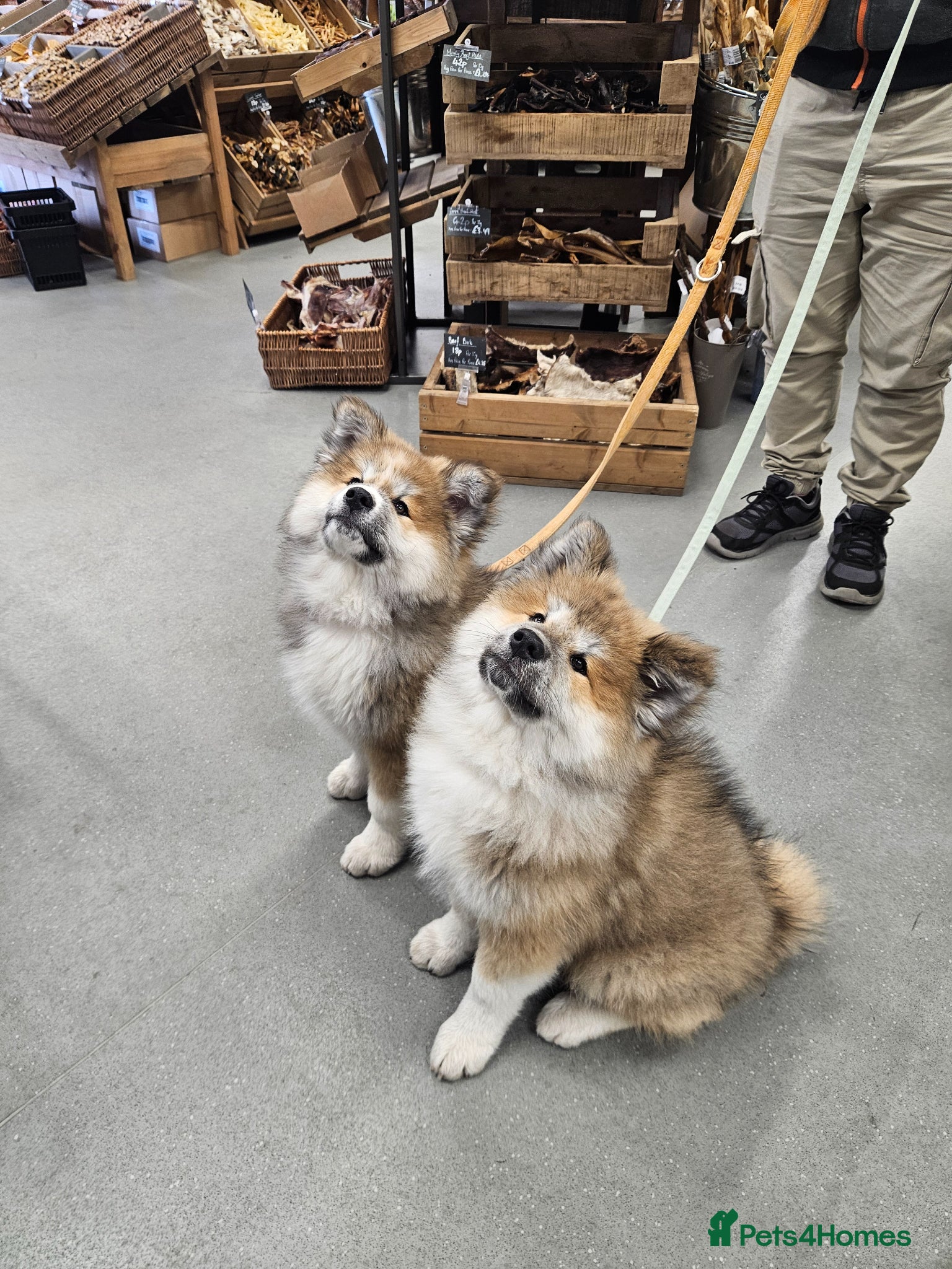 Japanese Akita Inu dogs for sale: RKC Registered Long-Coat Female - Advert 9