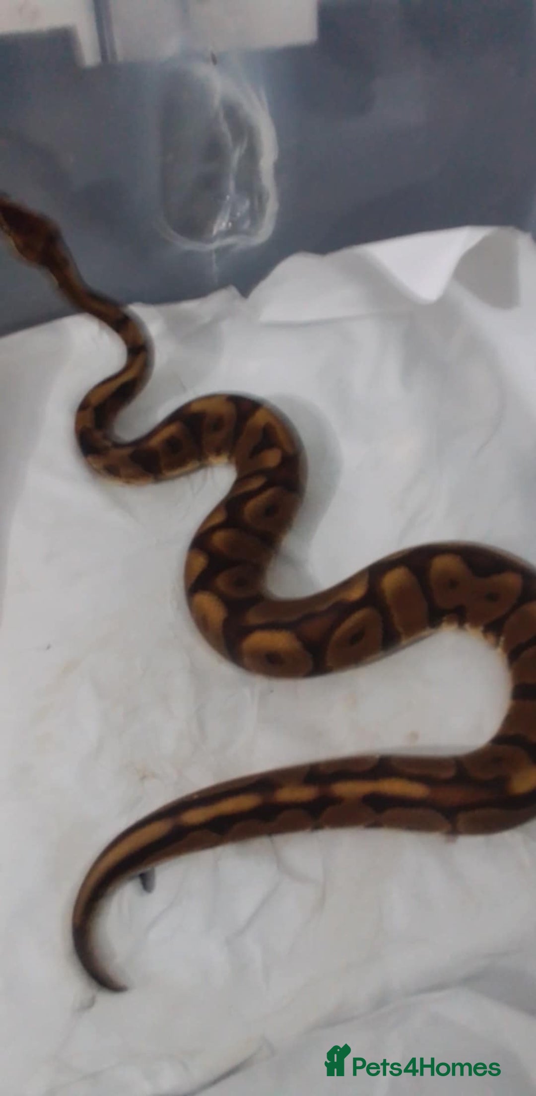 Python Snake reptiles for sale: Ball pythons for sale  - Advert 3