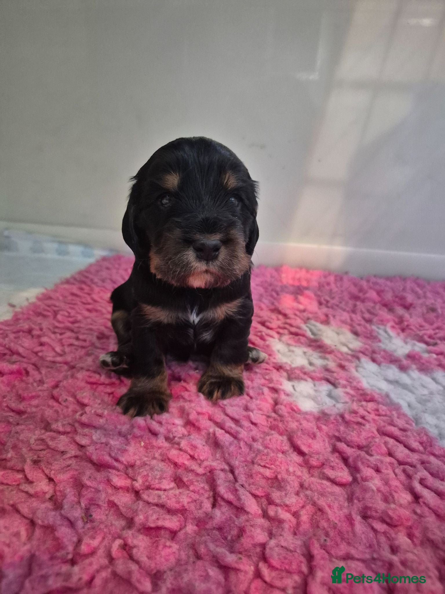 Cocker Spaniel dogs Beautiful Show Cocker x Working Cocker Puppies - Advert 1
