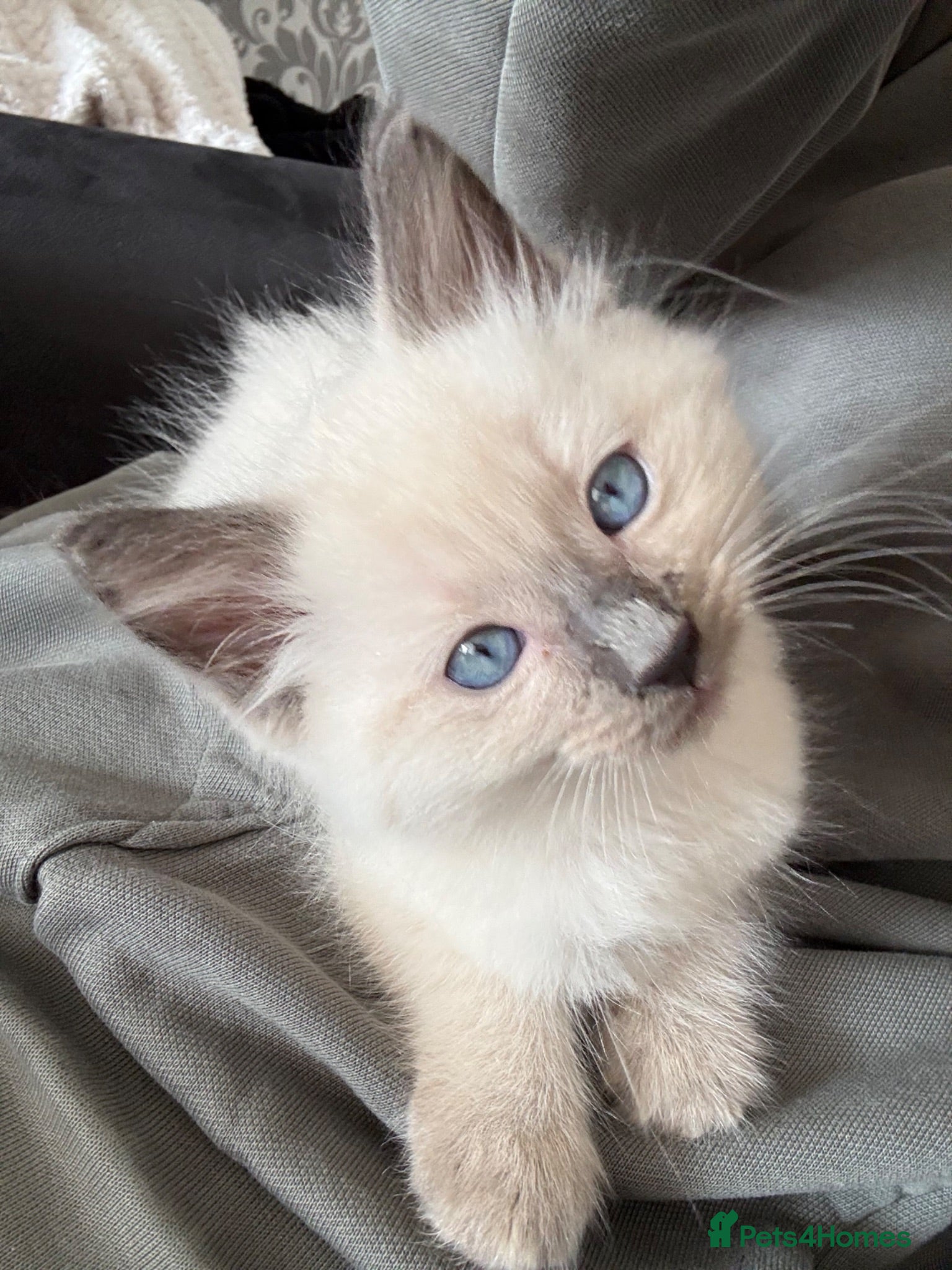 Ragdoll cats Beautiful little ragdoll boy  - Advert 1