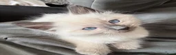 Ragdoll cats for sale: Beautiful little ragdoll boy  in Lancaster - Advert 1