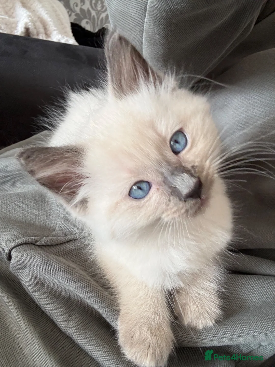 Ragdoll cats for sale: Beautiful little ragdoll boy  in Lancaster - Advert 1