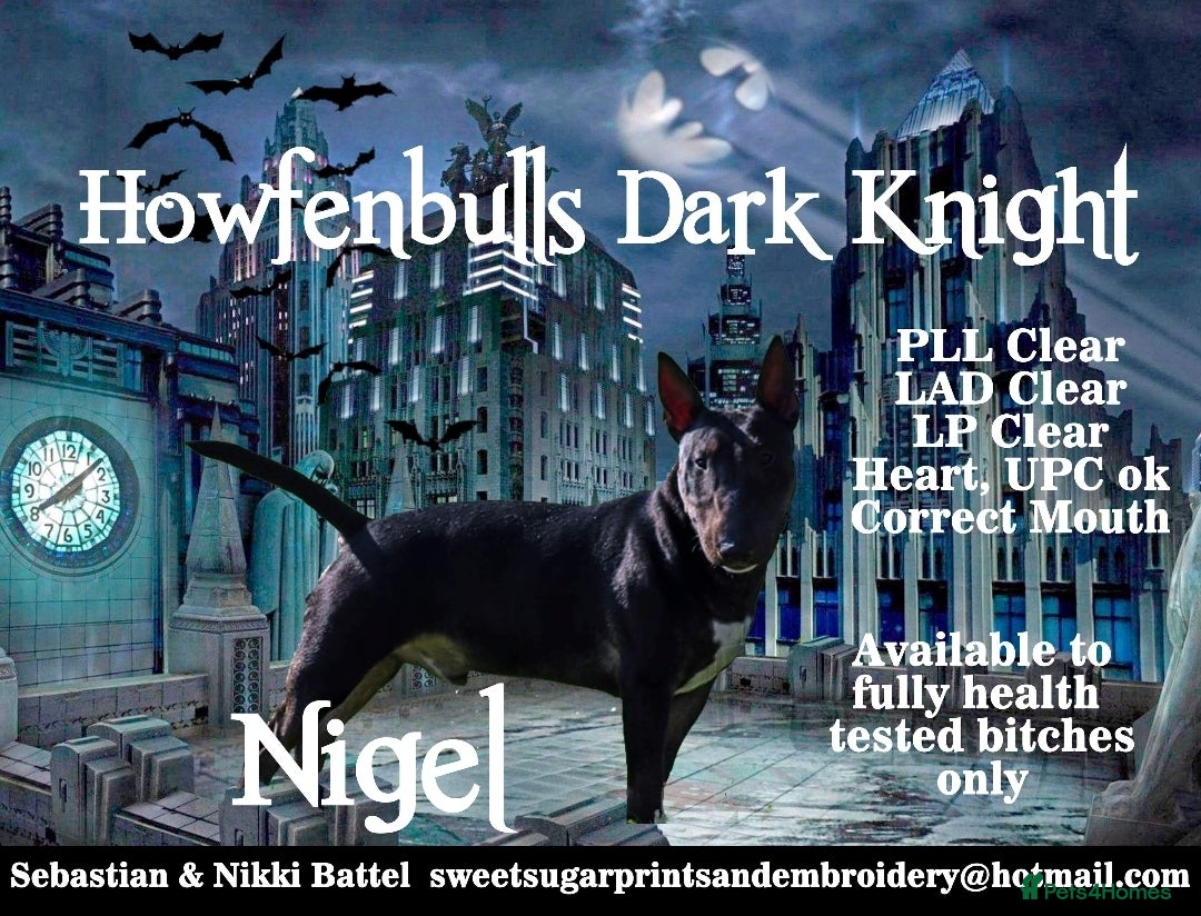 Bull Terrier dogs 3Miniature bull terriers stud Douglas Nigel Duggie in Bolton - Advert 2