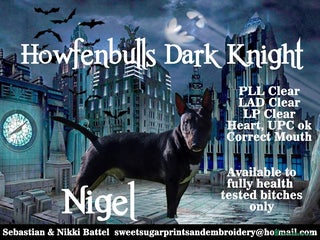 Bull Terrier dogs in Bolton - Advert 28