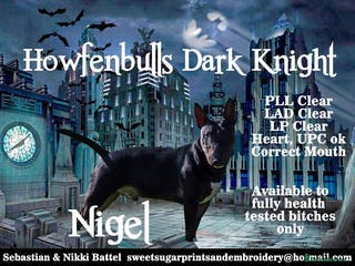 Bull Terrier dogs 3Miniature bull terriers stud Douglas Nigel Duggie in Bolton - Advert 1