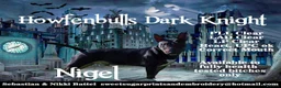 Bull Terrier dogs for stud: 3Miniature bull terriers stud Douglas Nigel Duggie in Bolton - Advert 1