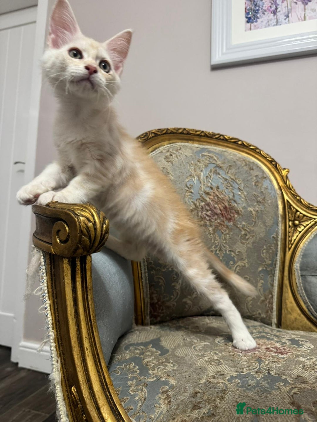 Maine Coon cats for sale: Maine Coon Kittens 🏆 20+ gen 🧬 pedigree 🎄🎄🎄 - Advert 33