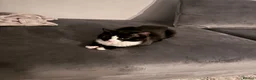 American Shorthair cats for sale: sister and brother - Advert 4