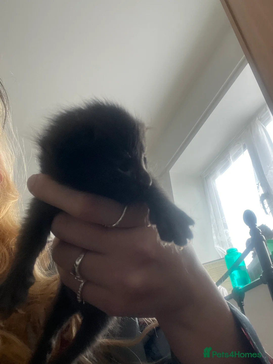 Maine Coon cats for sale: 4 beautiful maincoon mix tab kittens  - Advert 13