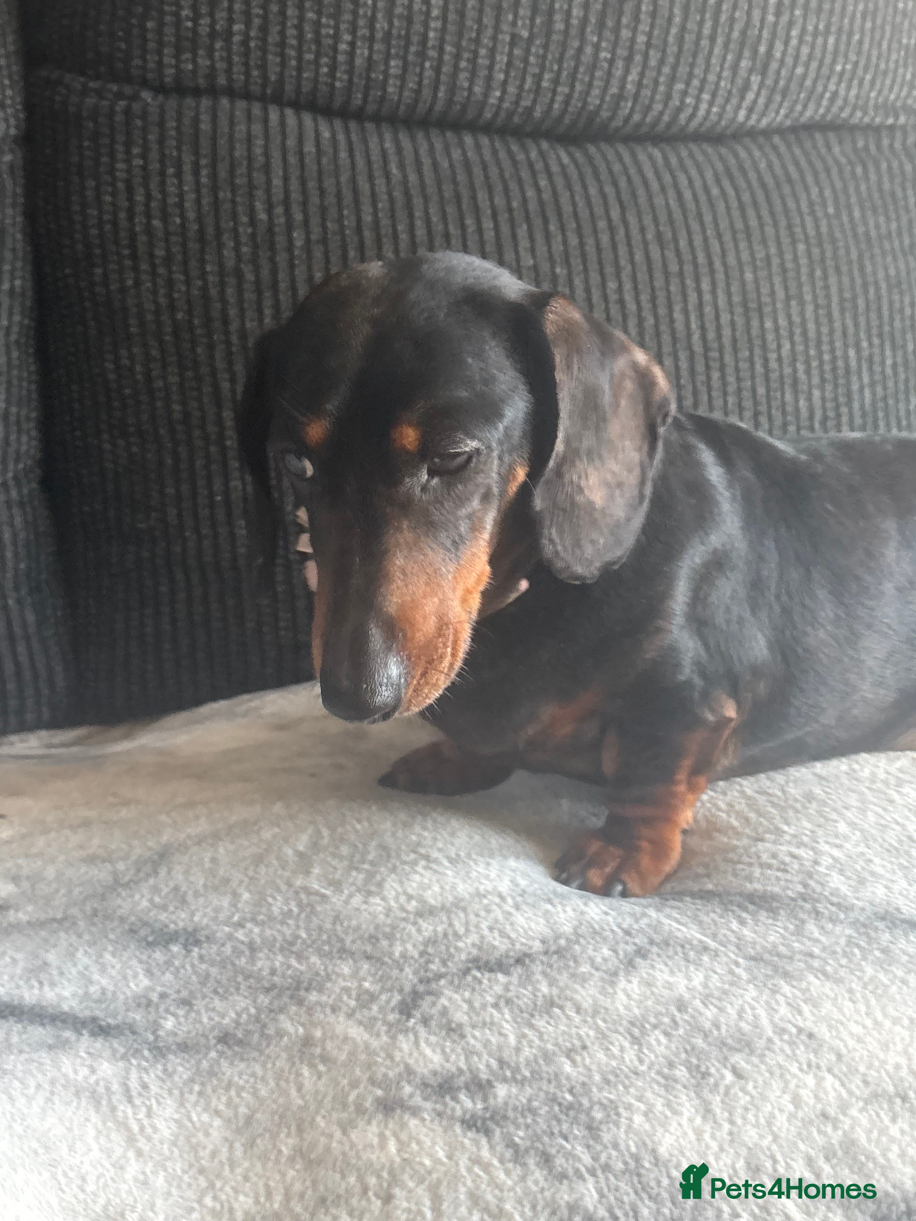 Dachshund dogs Rehome - Advert 1