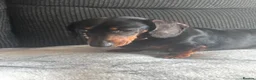 Dachshund dogs for sale: Rehome - Advert 1