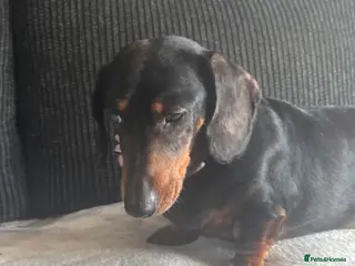 Dachshund dogs Rehome - Advert 1