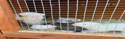 Ferret rodents for sale: Albino jill - Advert 2