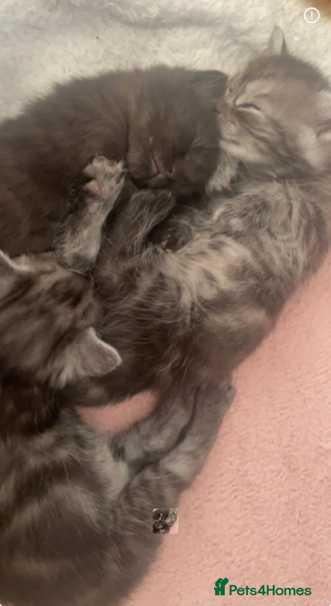 Mixed Breed cats for sale: 3 adorable kittens  - Advert 1