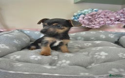 Jack Russell dogs for sale: Stunning much Wenlock puppy  - Image 1