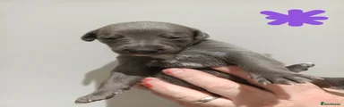 Whippet Puppy 6 (Purple)