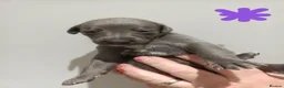 Whippet dogs for sale: KC Registered Whippet Puppies - Advert 11