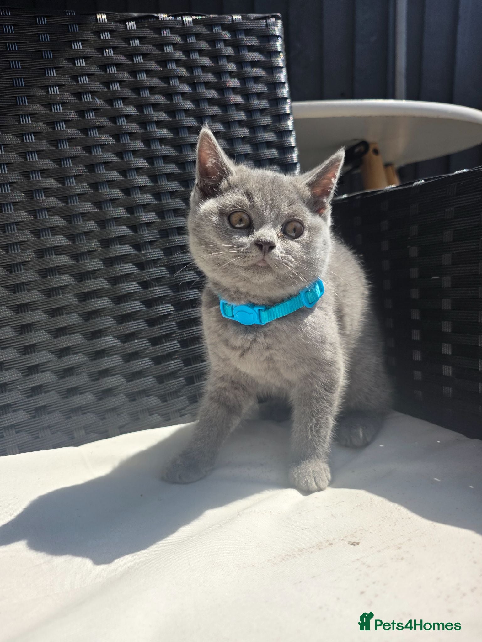 Scottish Fold cats 😍Stunning scottish straights from champion line😍 - Advert 2