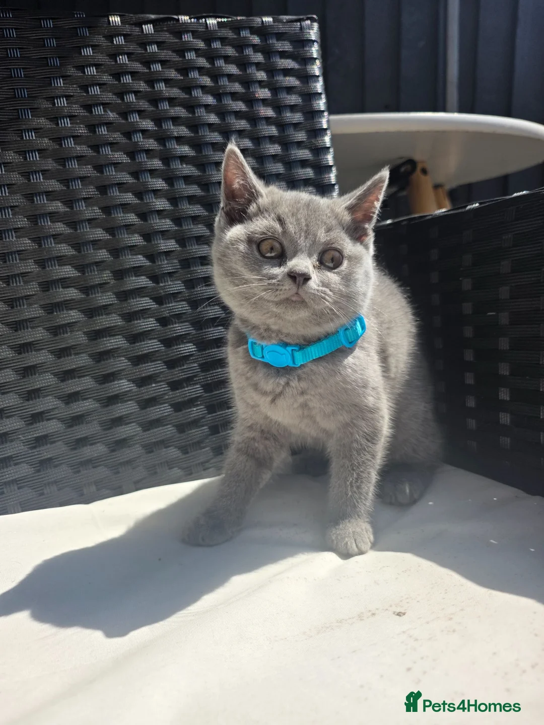 Scottish Fold cats for sale: 😍Stunning scottish straights from champion line😍 - Advert 1
