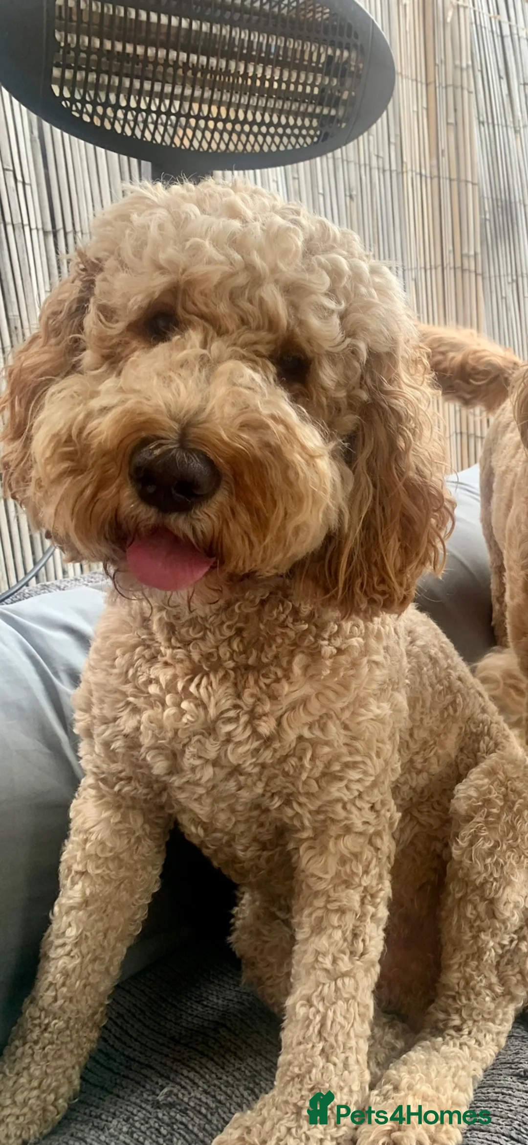 Labradoodle dogs for stud: Proven Extensive DNA health checked Stud in Warrington - Advert 11