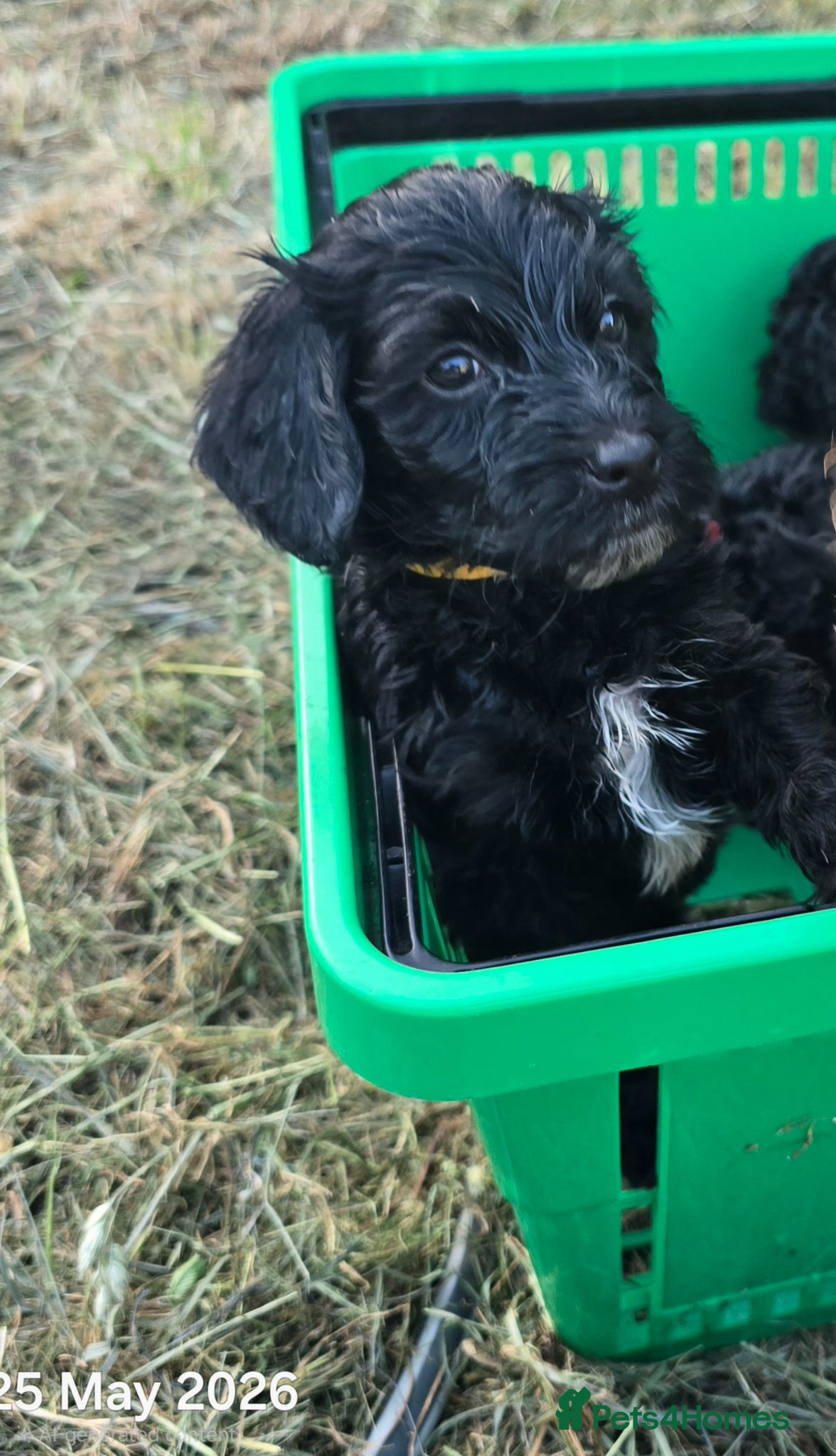 Mixed Breed dogs for sale: Cockapoo/ yorkiepoo mix in Saint Leonards-on-sea - Advert 3