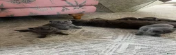 British Shorthair cats for sale: Outstanding British Shorthair kittens  - Advert 21