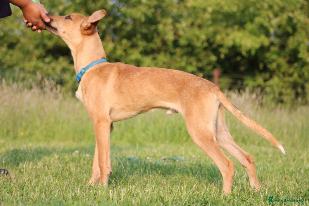 Mixed Breed dogs for sale: 3 males available  - Image 6
