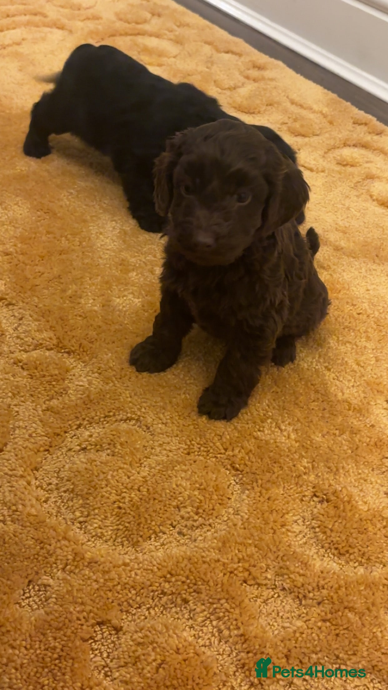 Cockapoo dogs Cockapoo puppies ready to leave - Advert 4